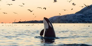 whale_orca